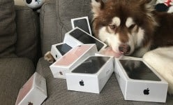 Not one, but EIGHT iPhone 7 vs 7 Plus have been bought for… a dog!